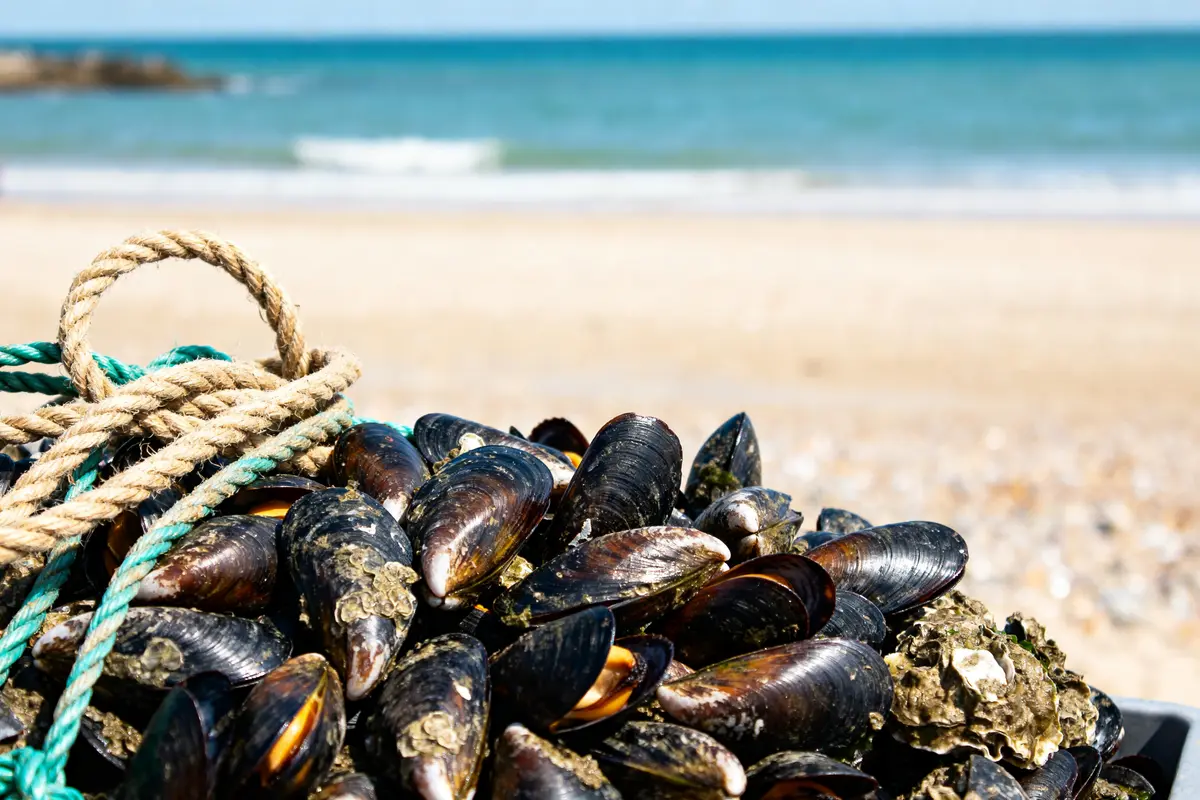 Saison des moules : Quelle est la meilleure période pour déguster ?