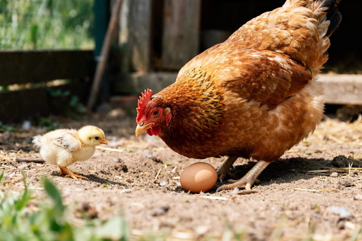 Poule adulte, poussin et œuf illustrant la différence entre poule et poulet.