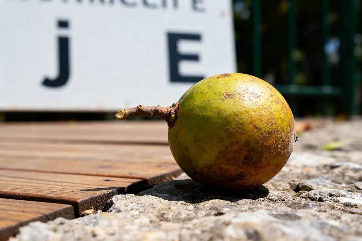 Un jujube vert posé sur le sol devant un panneau partiellement visible