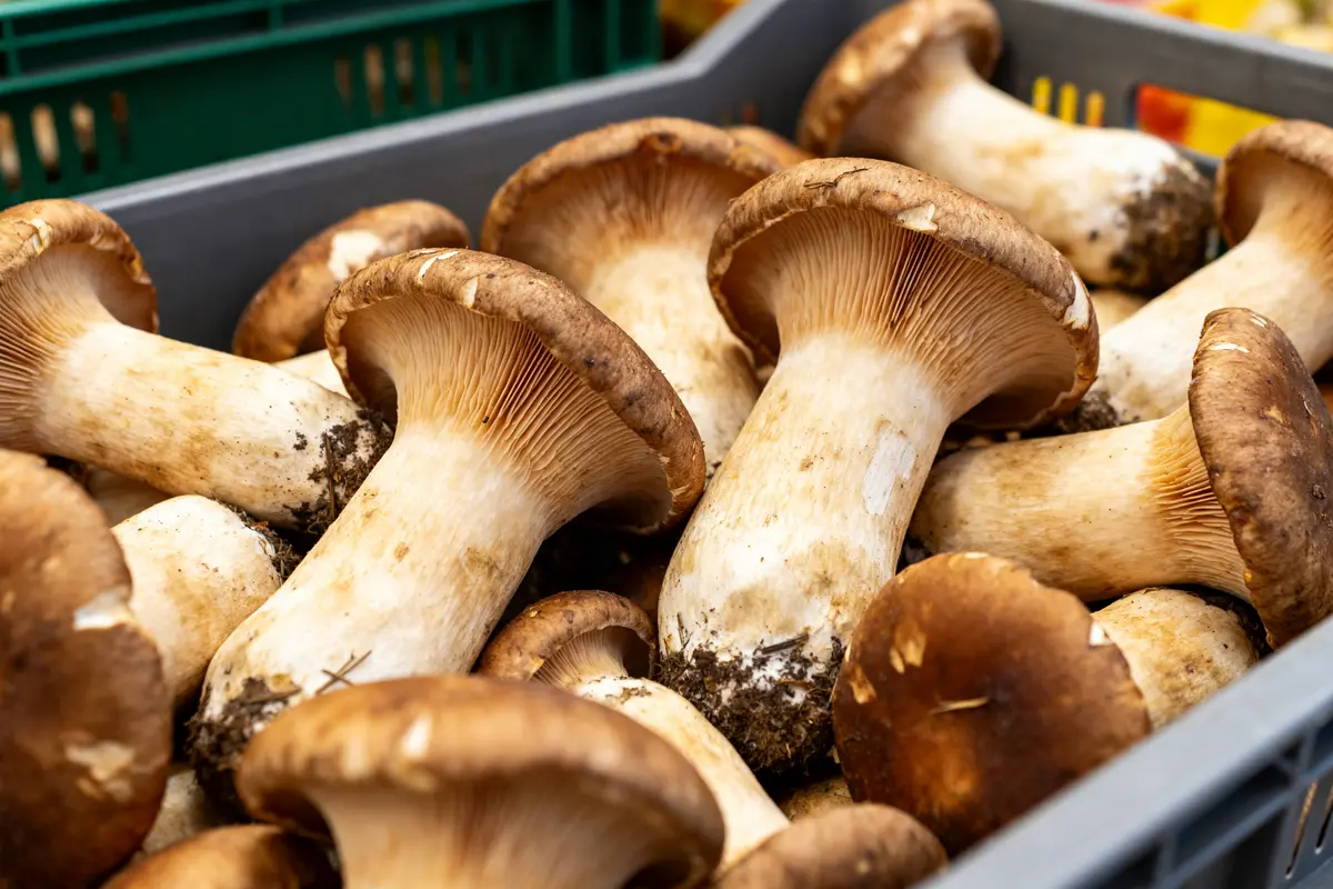 Champignons en vrac dans une caisse pour conserver les trompettes-de-la-mort efficacement