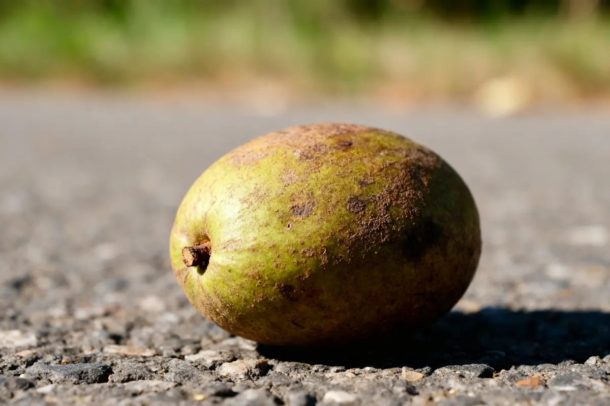 Fruits et légumes en I : liste complète et exemples savoureux
