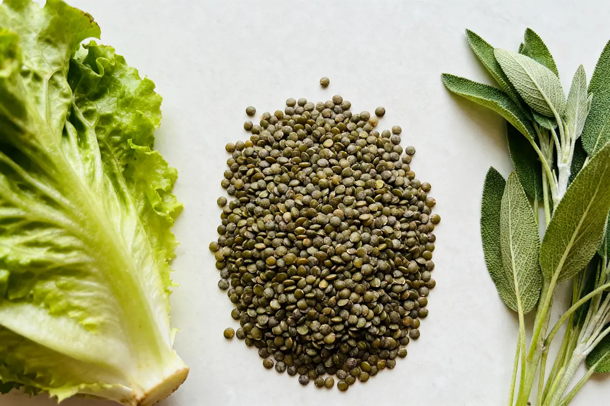 Laitue, lentilles et sauge sur fond blanc illustrant un légume en L.